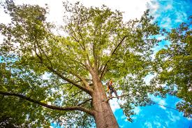 Professional  Tree Services in Fairview, TN